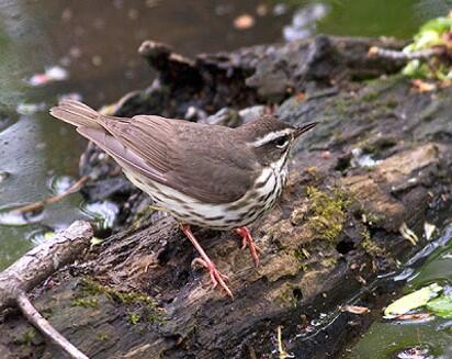 Louisiana Waterthrush