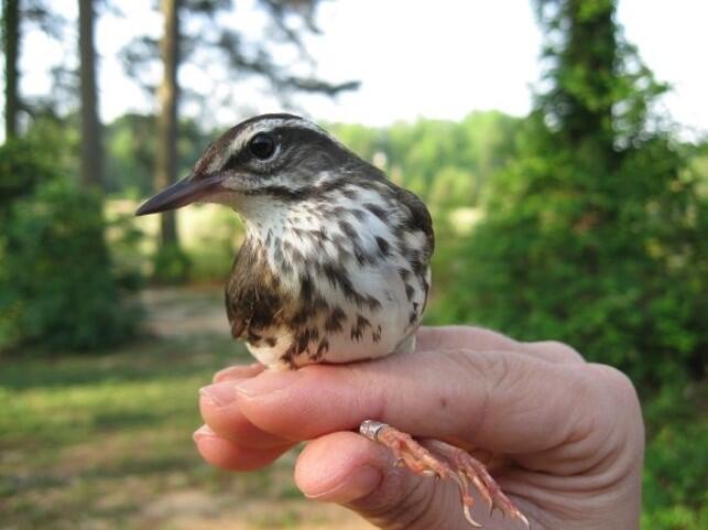 Louisiana Waterthrush
