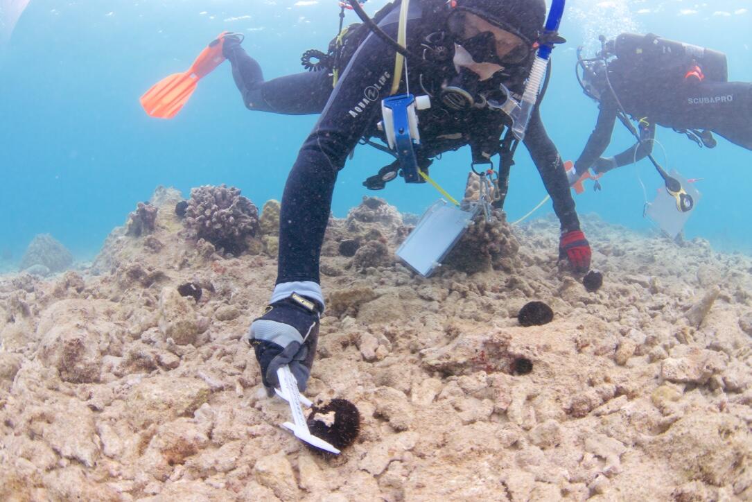 Measuring sea urchins 2