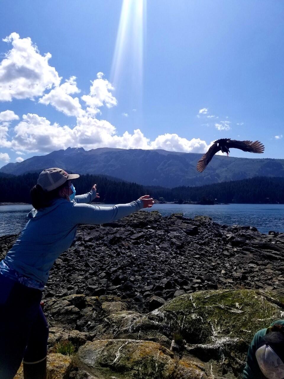 Biologist releases a Black Oystercatcher on Beach in Alaska