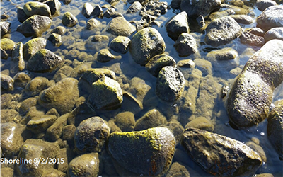 Periphyton at the shoreline at the beginning of the Lake Tahoe nearshore periphyton study