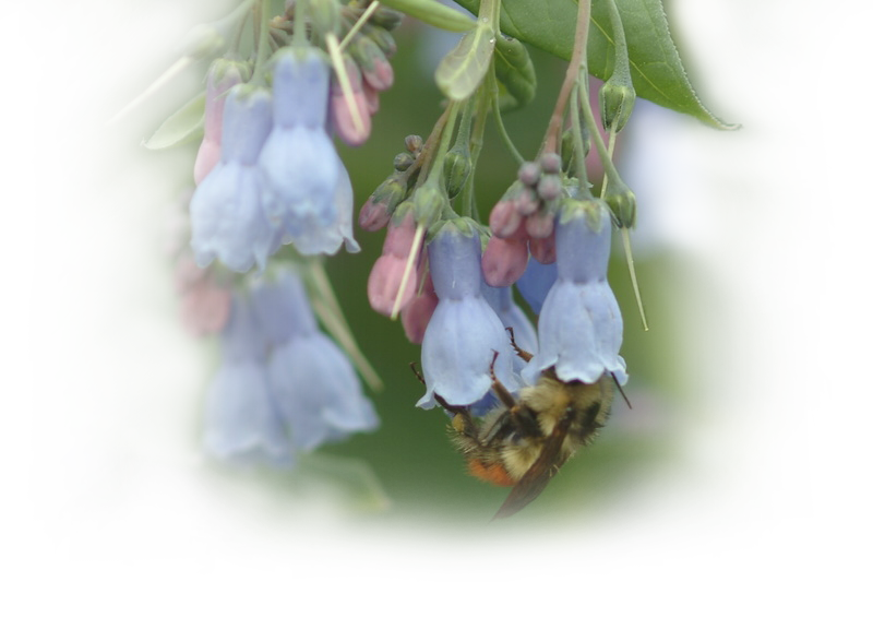 Bee