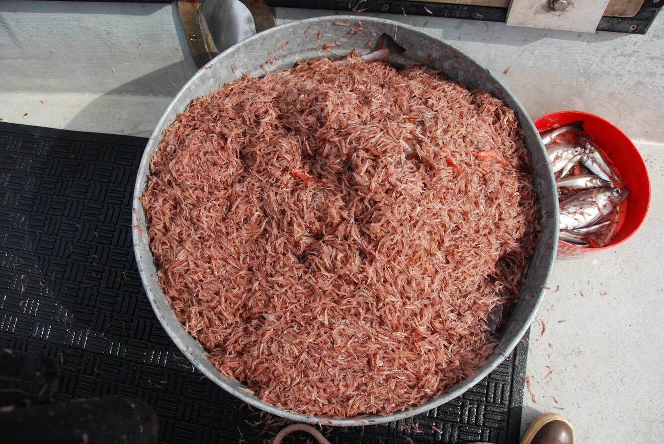 Krill from a trawl in a bucket