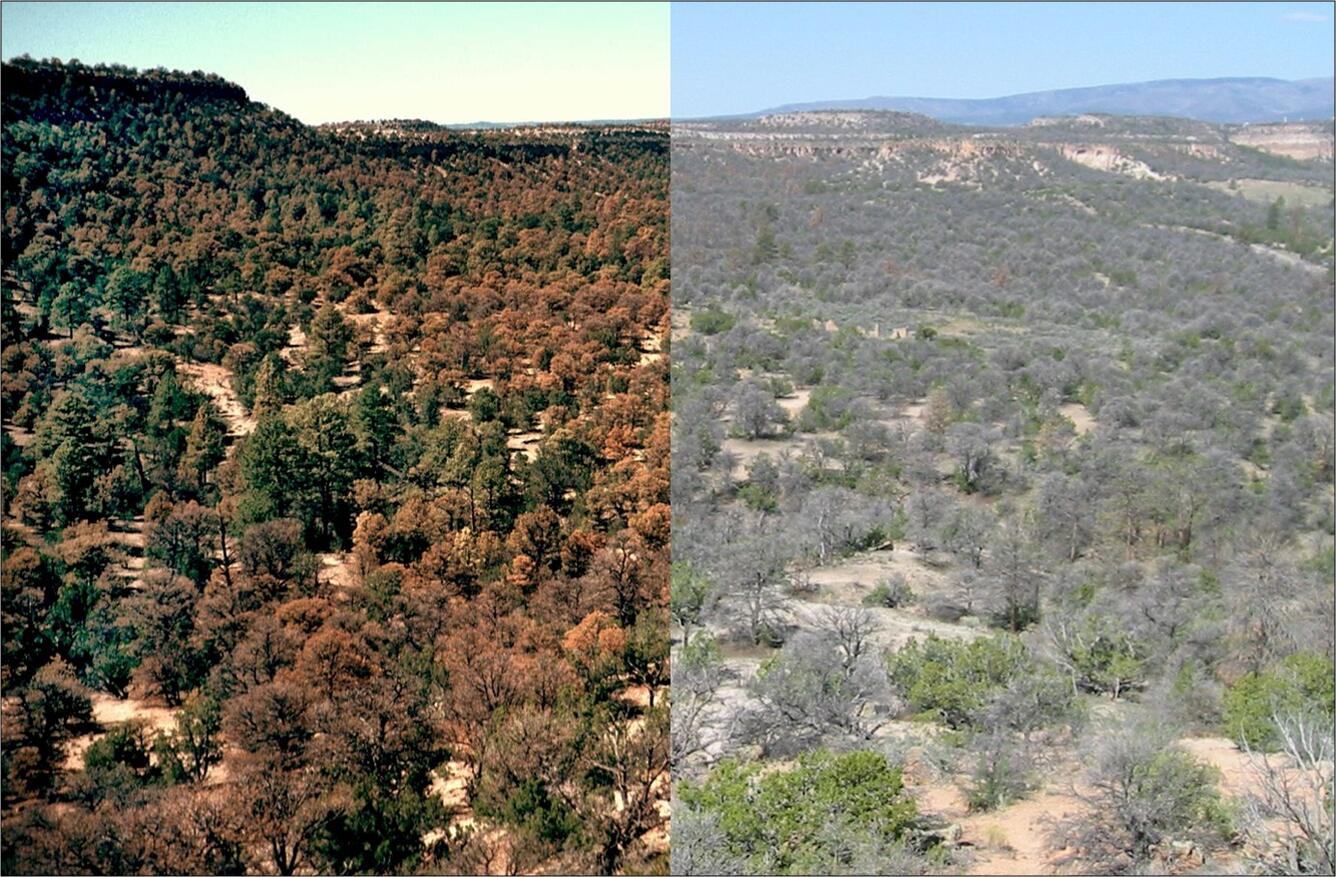 dramatic during-after pair of piñon die-off in early 2000's in the Jemez Mts