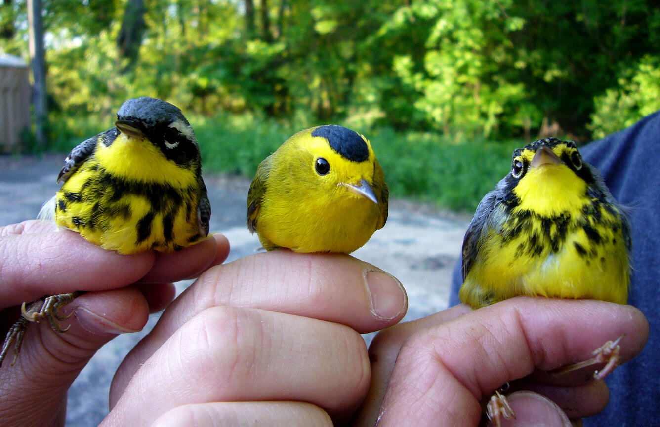 three neotropical birds (Left to right: Magnolia warbler, Wilson's warbler, Canada warbler - all males) that were cought in mist