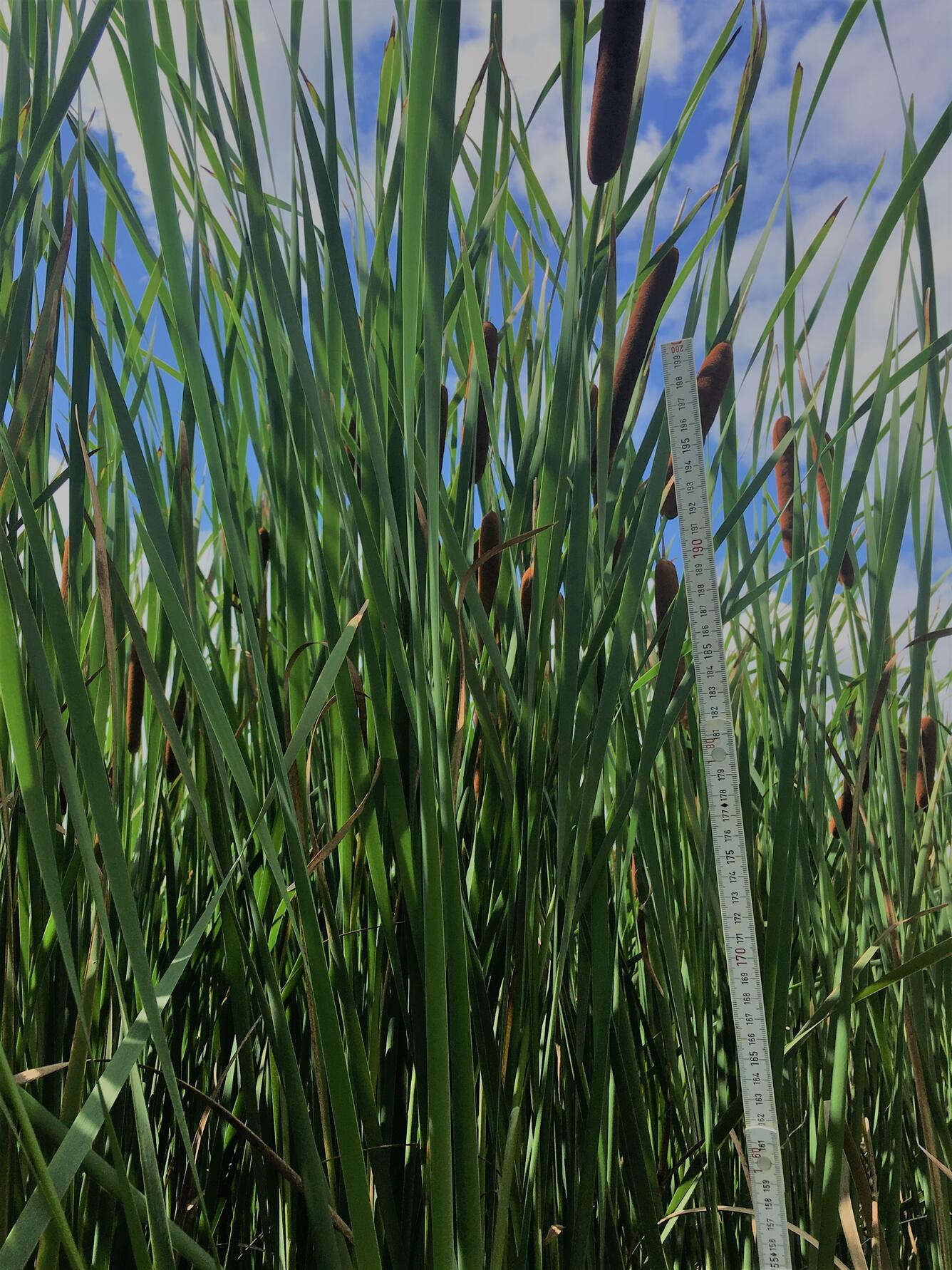 Typha height measurements