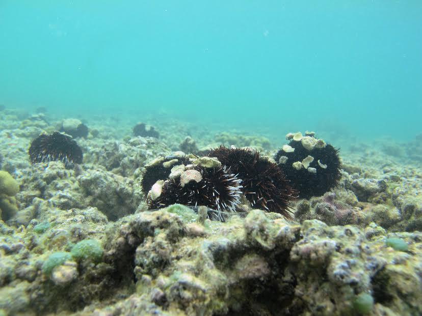 Sea Urchin (Tripneustes gratilla) in Coastal Waters of Hawaii