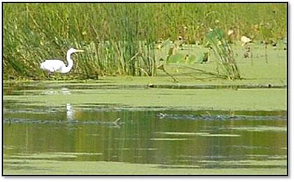 National Wildlife Refuge (NWR) vegetation mapping