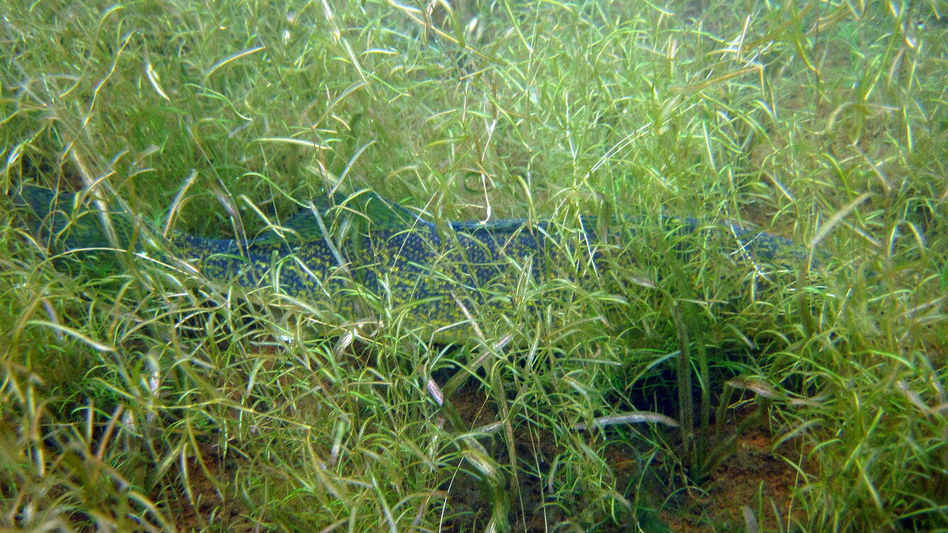 Walleye in Grass
