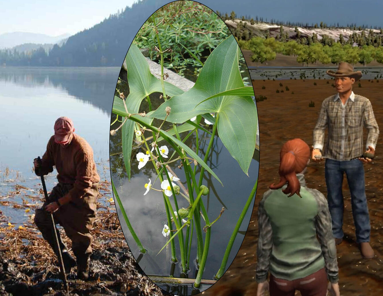 Water Potato Montage