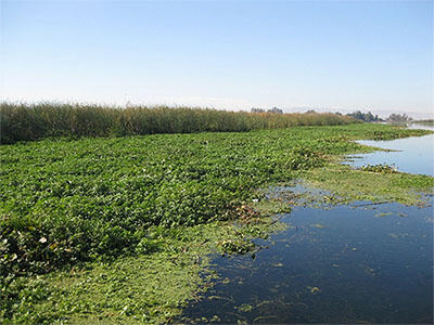 Water primrose infestation in the Sacramento-San Joaquin Delta.