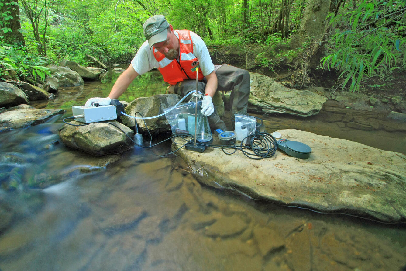 Sampling for batrachochytrium dendrobatidis (Bd), organism that causes Chytrid disease in amphibians.