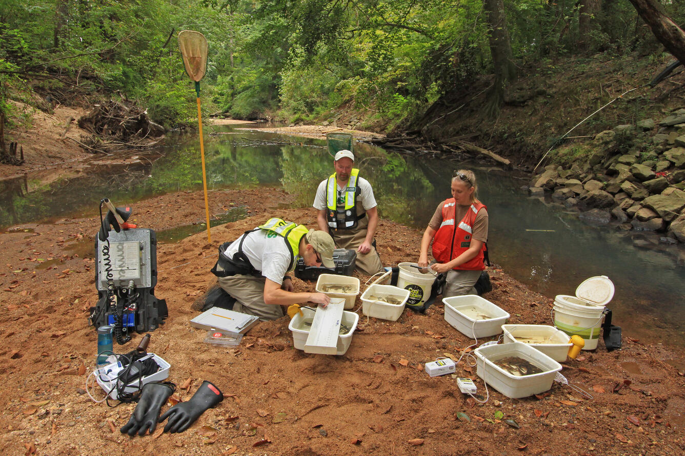 U.S. Geological Survey, NAWQA Program electrofish processing, Sope Creek, Cobb County, Georgia,