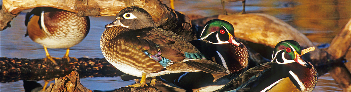 Wood ducks, Chesapeake Bay