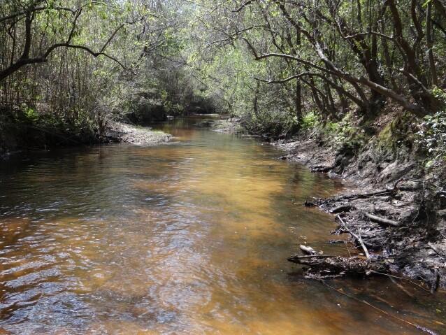 Gulf Coast Waterdog habitat