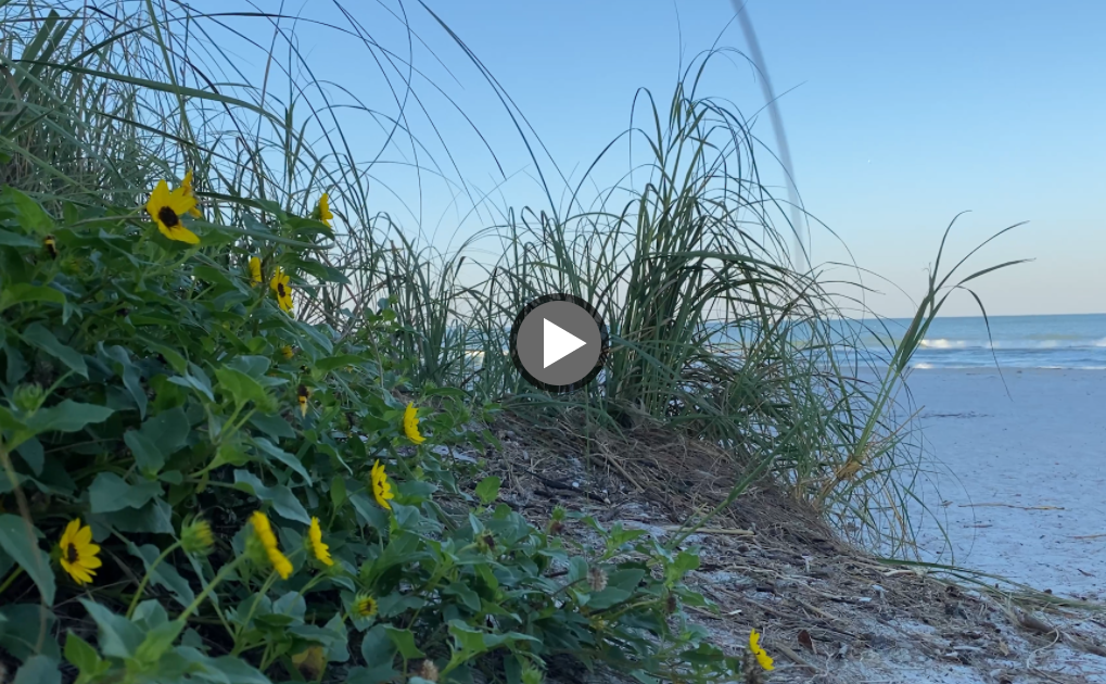 beach vegetation in the sand with a white triangle in the middle.