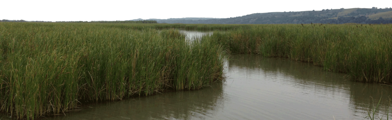 Wetlands along the Missouri River