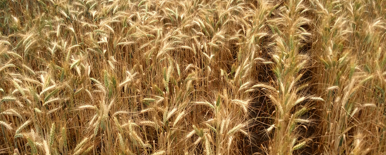 Wheat