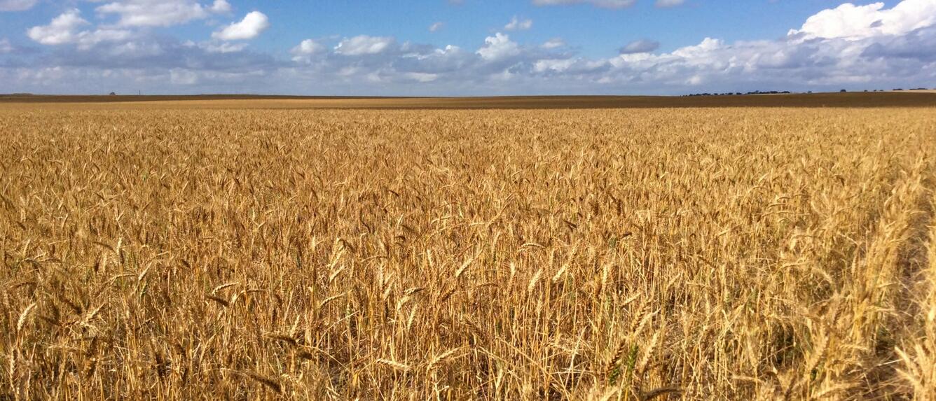 Wheat 3