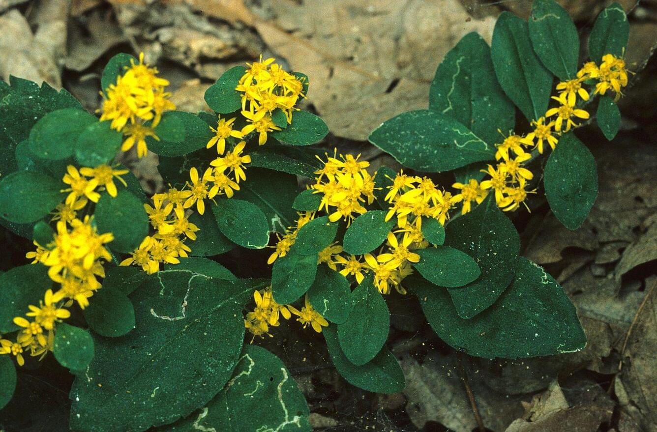 White haired goldenrod