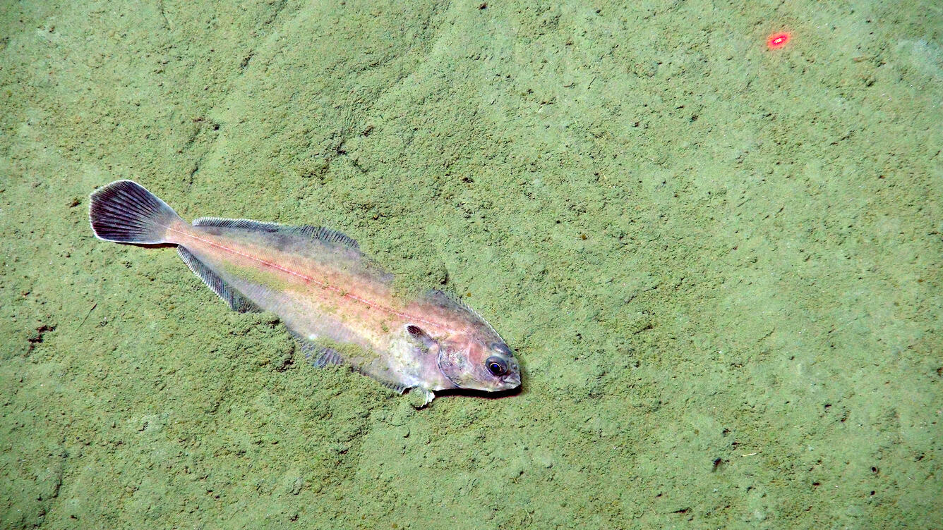 Witch flounder