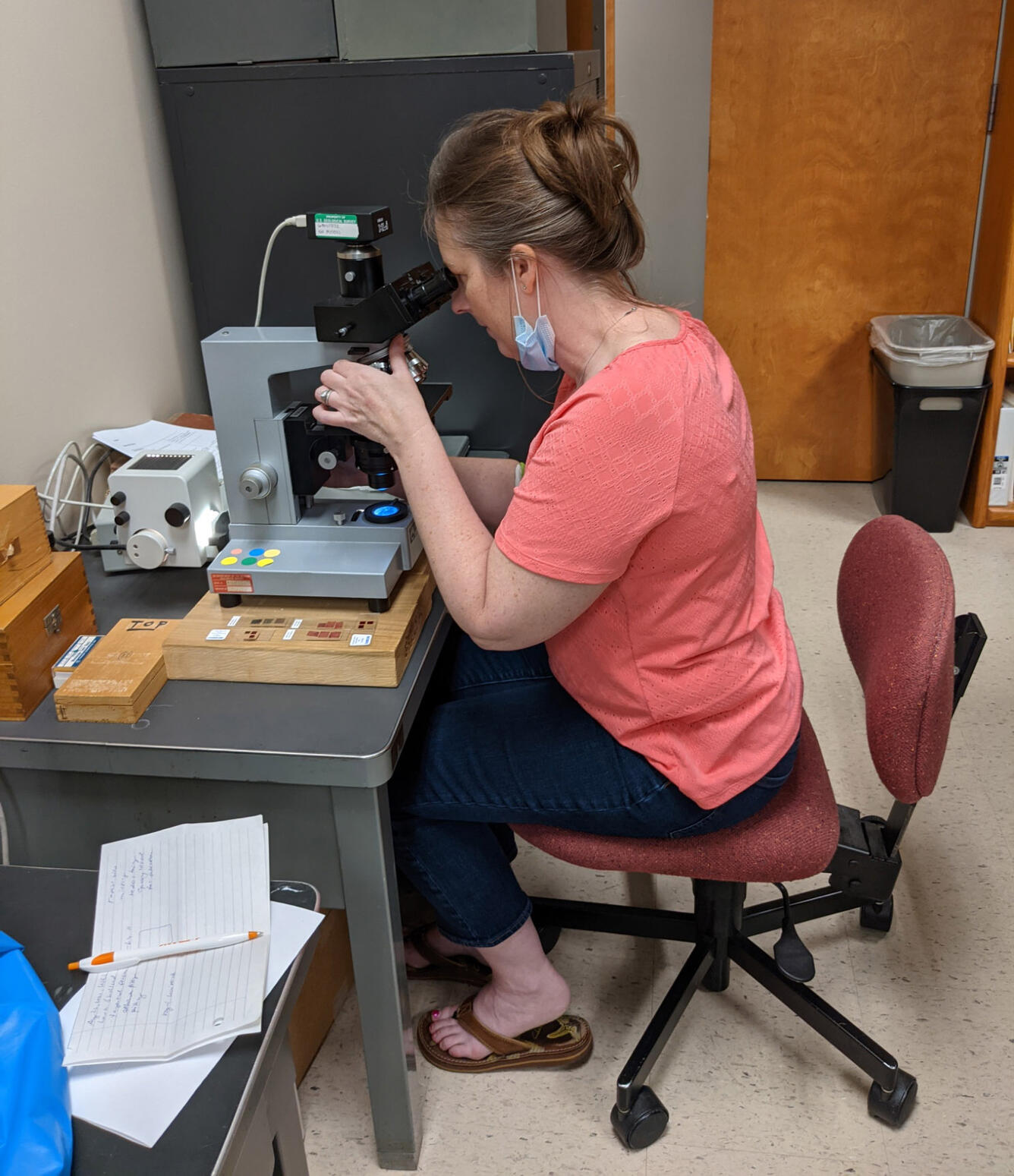 USGS geologist working in Quaternary Paleobotany Laboratory