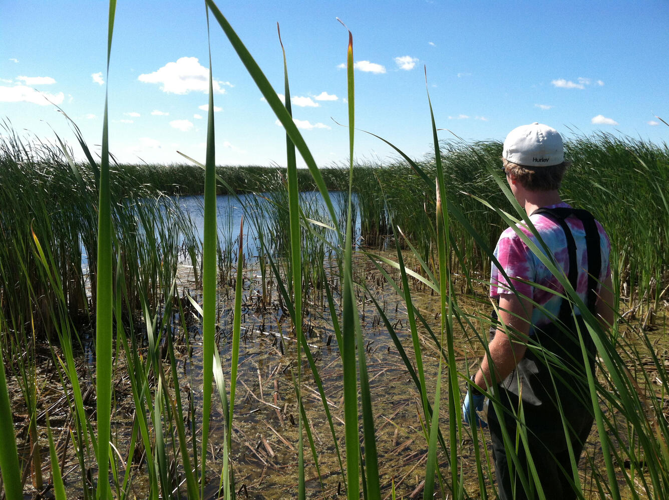 Scientist collecting water samples at a wetland.