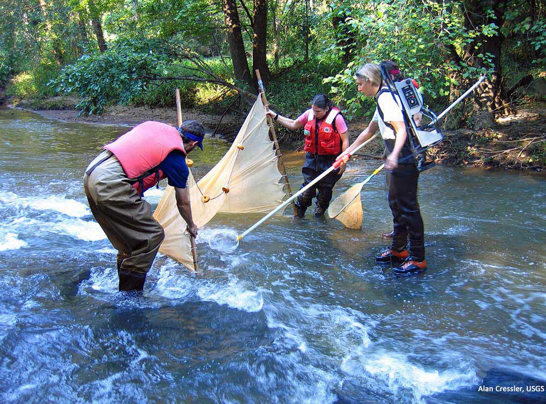 Hydrologists shocking fish to collect ecological samples.