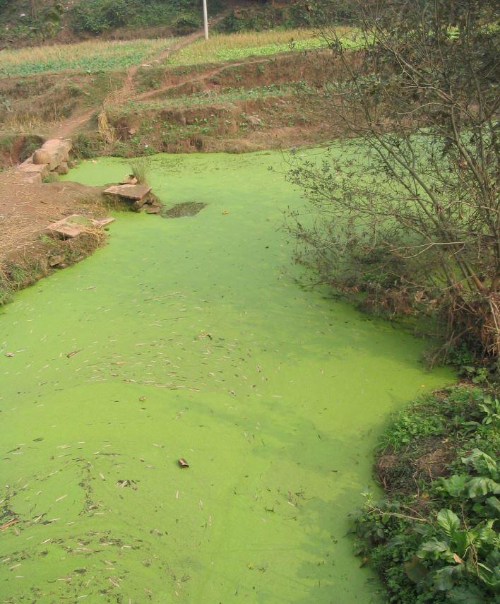 Algal bloom in a small creek caused by inflow of excess nitrogen and fertilizers.