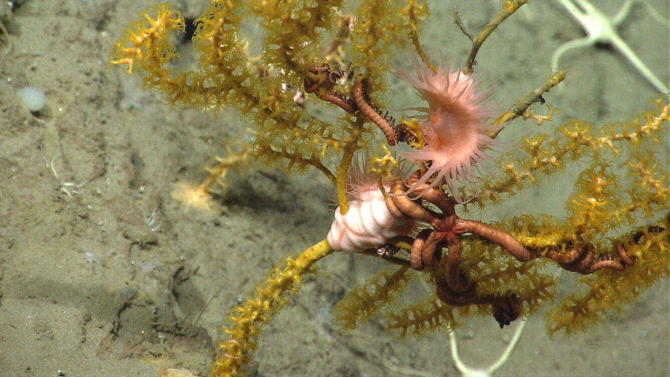Paramuricea coral