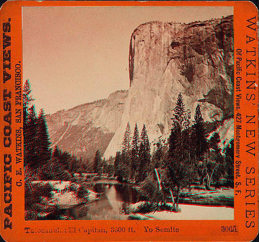 A photo of Tutoecanula