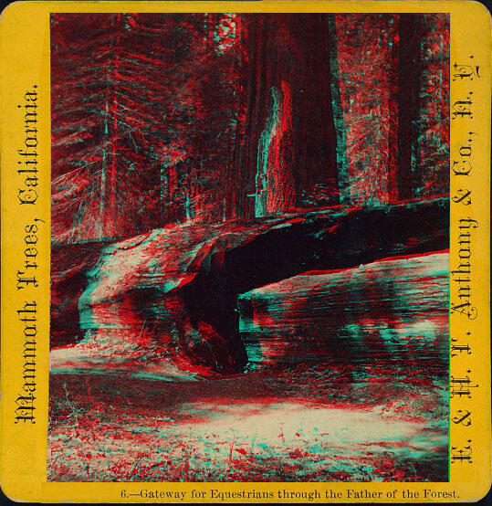 A photo of a hollowed sequoia 