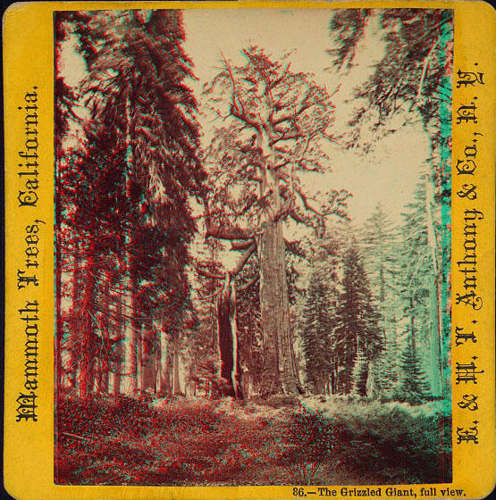 Photo of a big tree