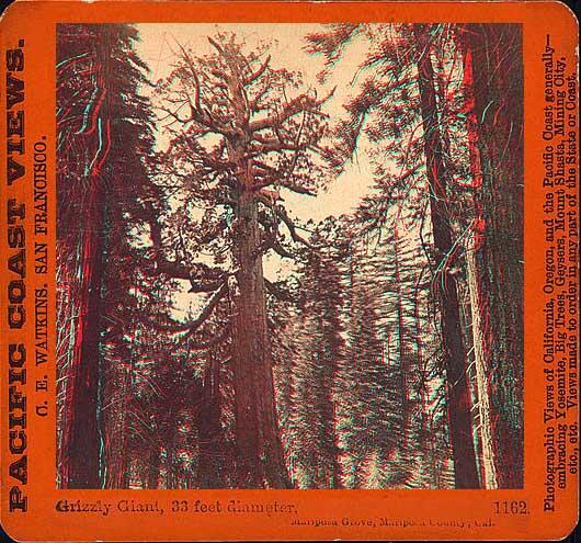 A photo of The Grizzly Giant