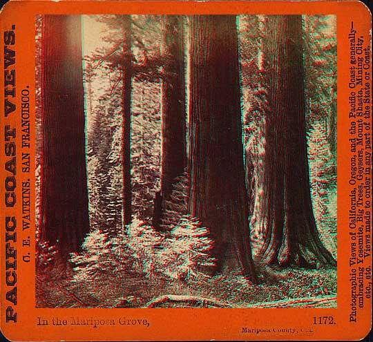 A photo of Mariposa Grove