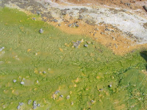 Heat-loving microbes form mats at Octopus Geyser in Yellowstone National Park, Wyoming. The mats bioaccumulate mercury in water 