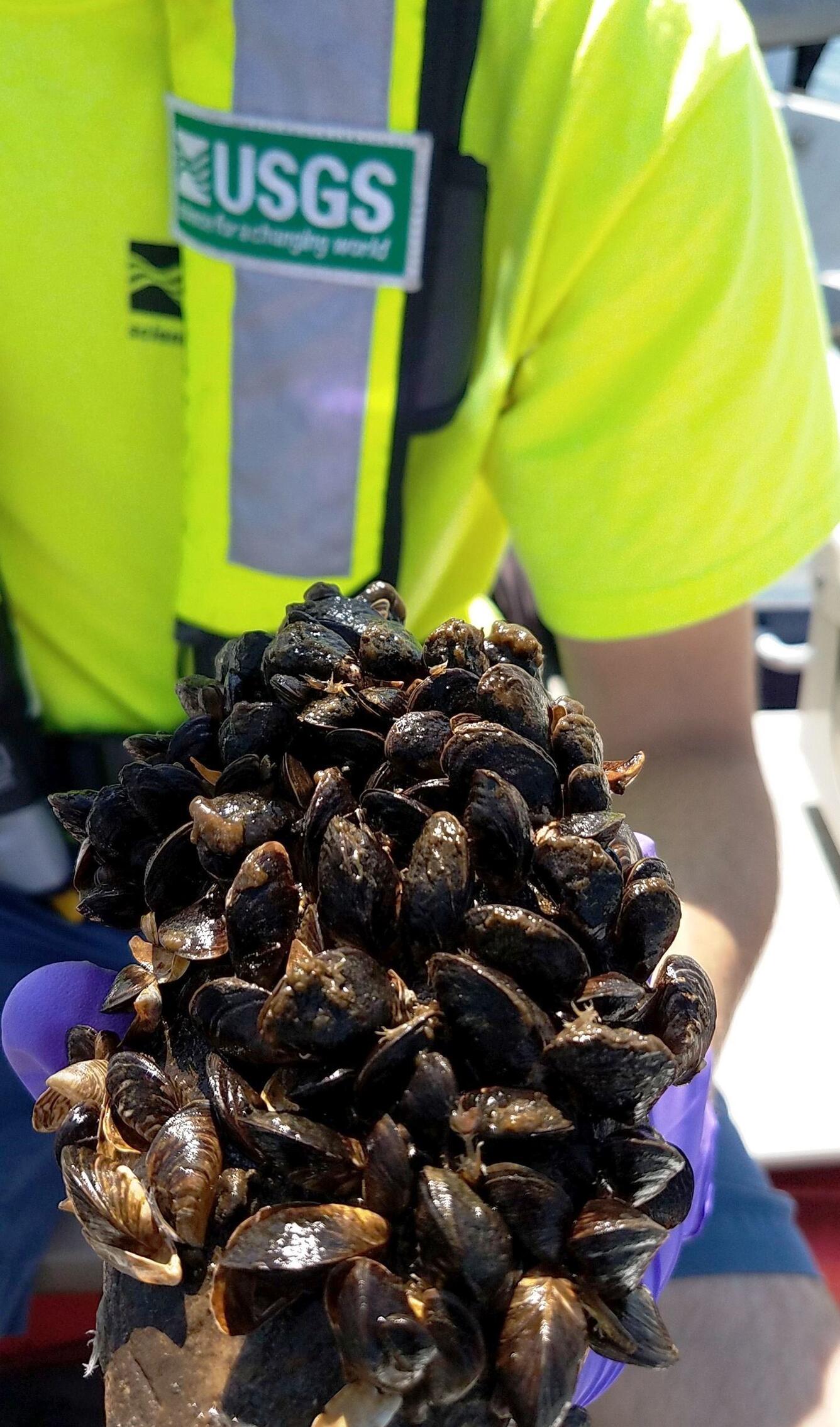 Zebra mussels found in aquarium moss balls sold in Montana