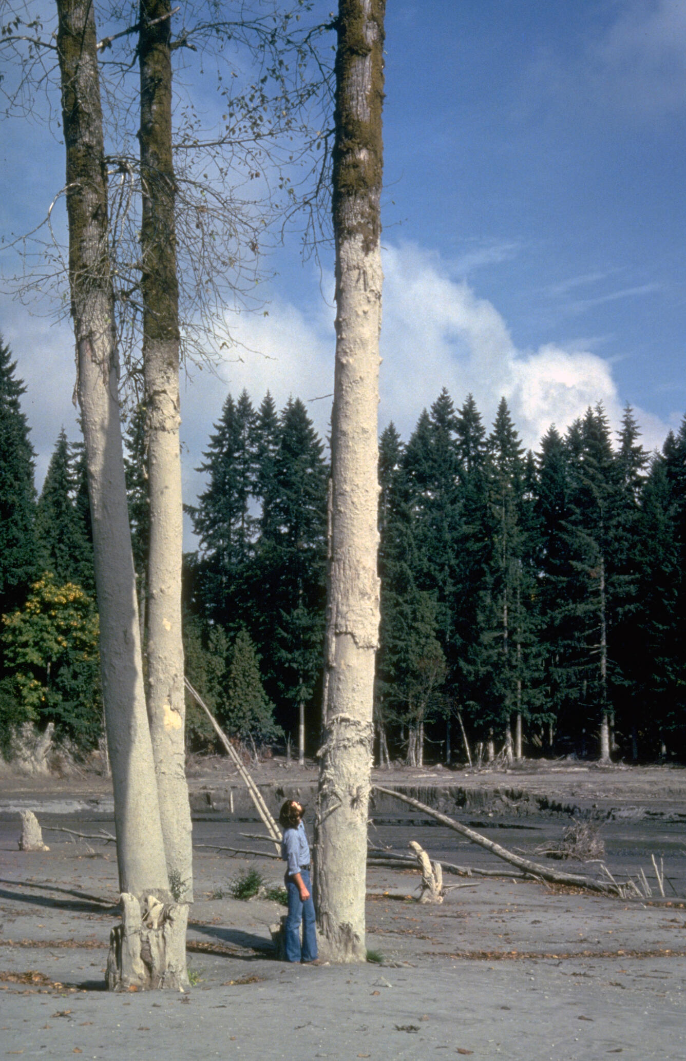 Mudline left on tree by May 18, 1980 lahars from Mount St. Helens