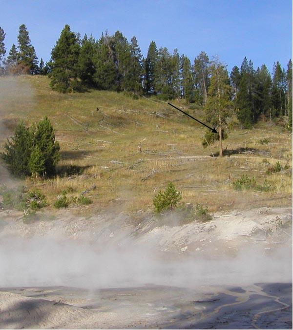 Cooking Hillside at Mud Volcano, Yellowstone National Park....