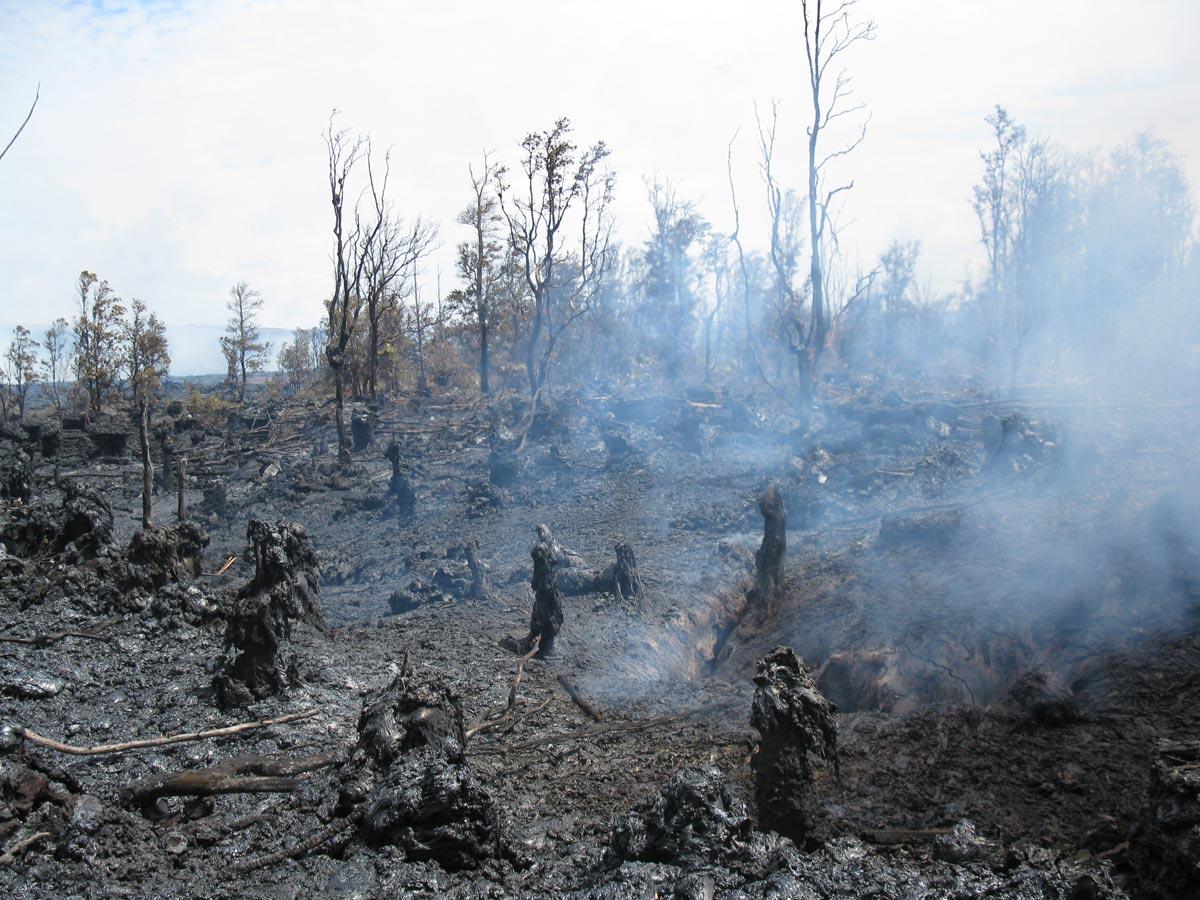 A portion of charred, lava covered forest along the east rift zone,...