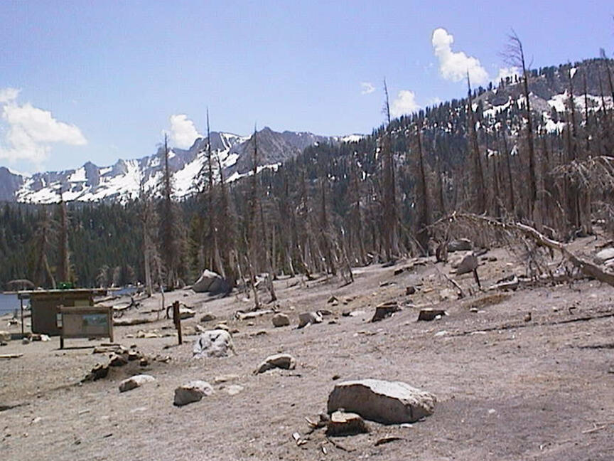 Horseshoe Lake tree kill area in Long Valley Caldera....