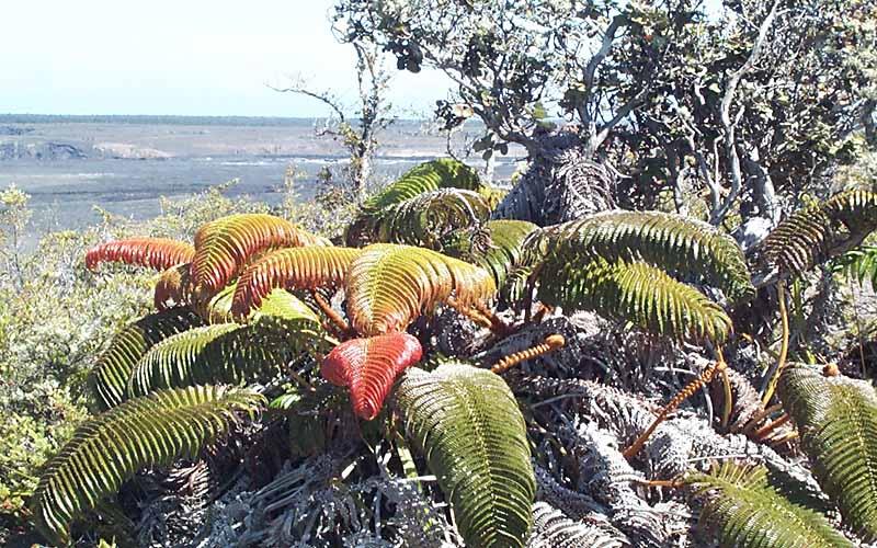 ‘Ama‘u fern with reddish-brown fronds...