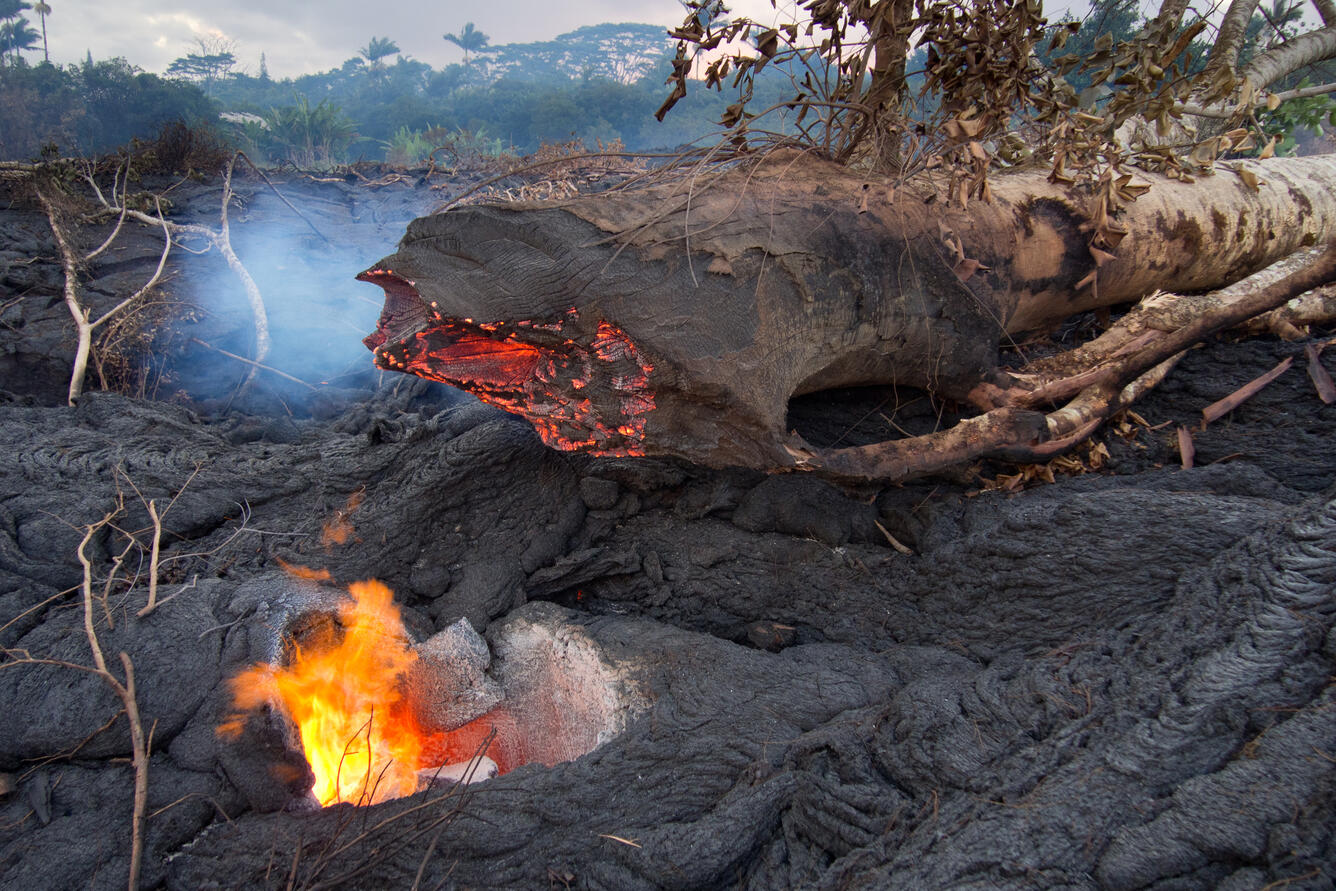 A hole is left behind by a large tree that was surrounded by lava, ...