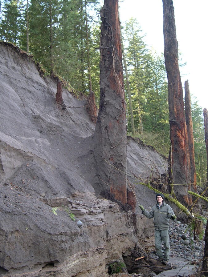 Forest at Oxbow Park along the lower Sandy River, Oregon that was b...