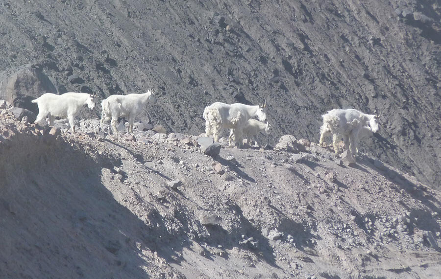 Mountain goats have become year-round residents at Mount St. Helens...