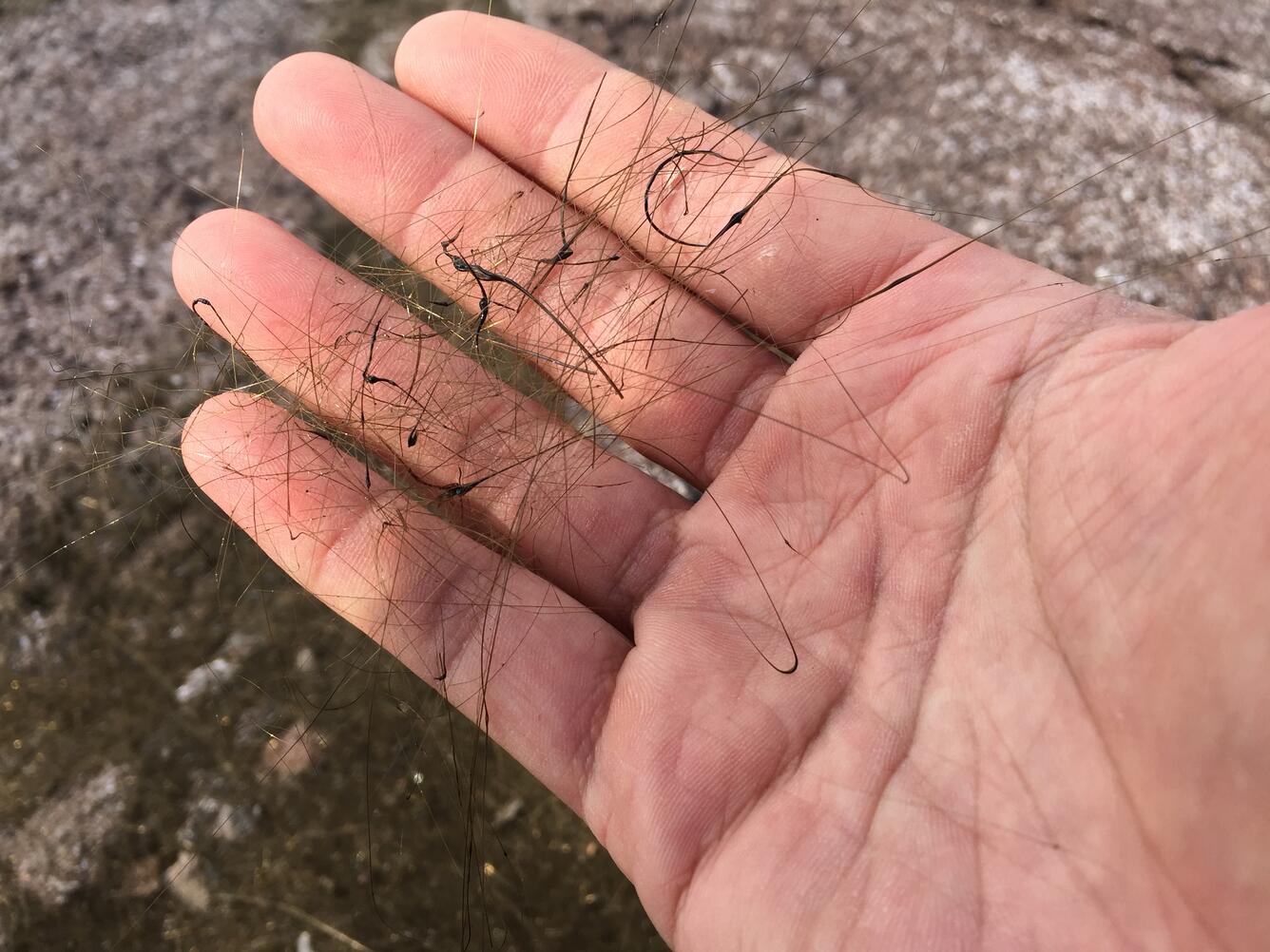 A close-up of Pele's hair from Kīlauea Volcano's summit lava lake. ...