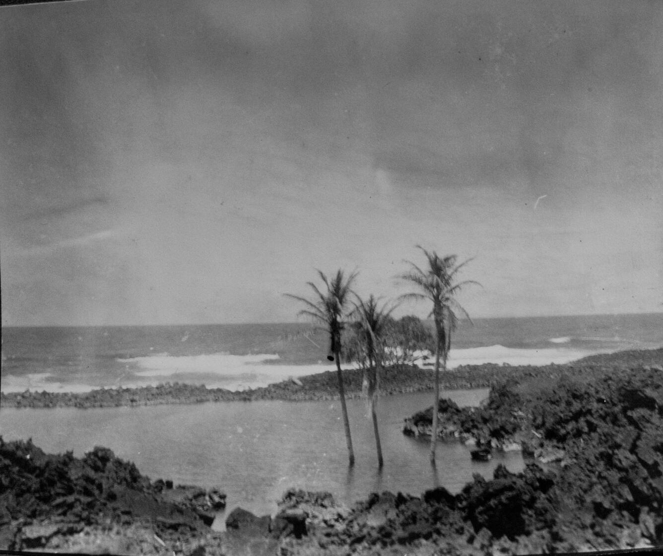 Subsidence immerses coconut trees in the ocean at Kapele Lagoon, Pu...