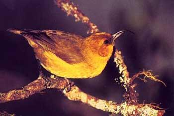 Forested kipuka on Mauna Loa are important oases of life...