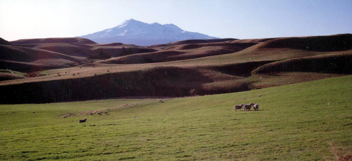 Pasture land for sheep near Mount Ruapehu, New Zealand...