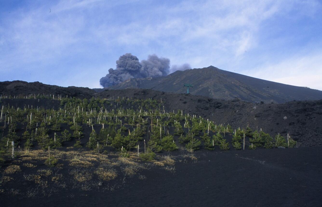 Plantation forestry on the slopes of Mt Etna during the 2002 erupti...